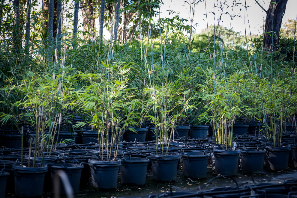 Bamboo World Nursery |  | 1053 Teven Rd, Tuckombil NSW 2477, Australia | 0266286988 OR +61 2 6628 6988