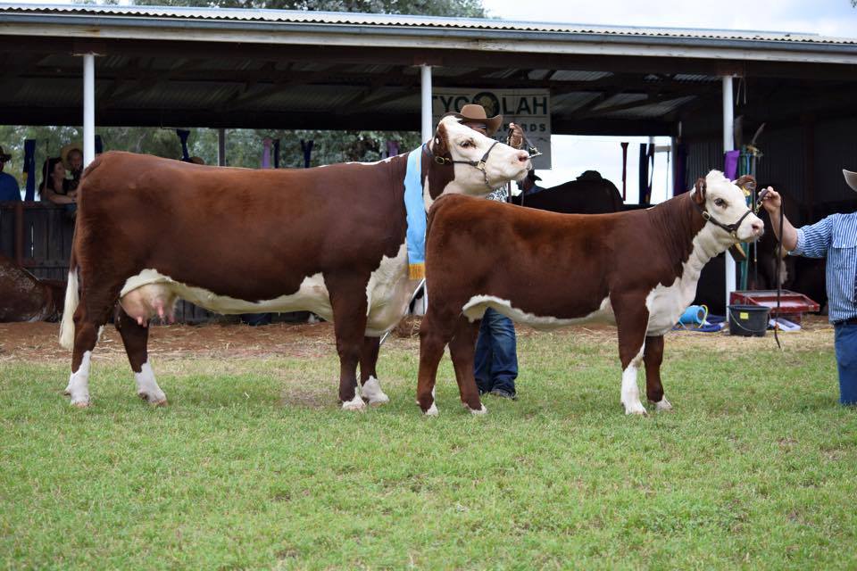 Tycolah Poll Herefords |  | 104 Horton Rd, Cobbadah NSW 2347, Australia | 0267832278 OR +61 2 6783 2278