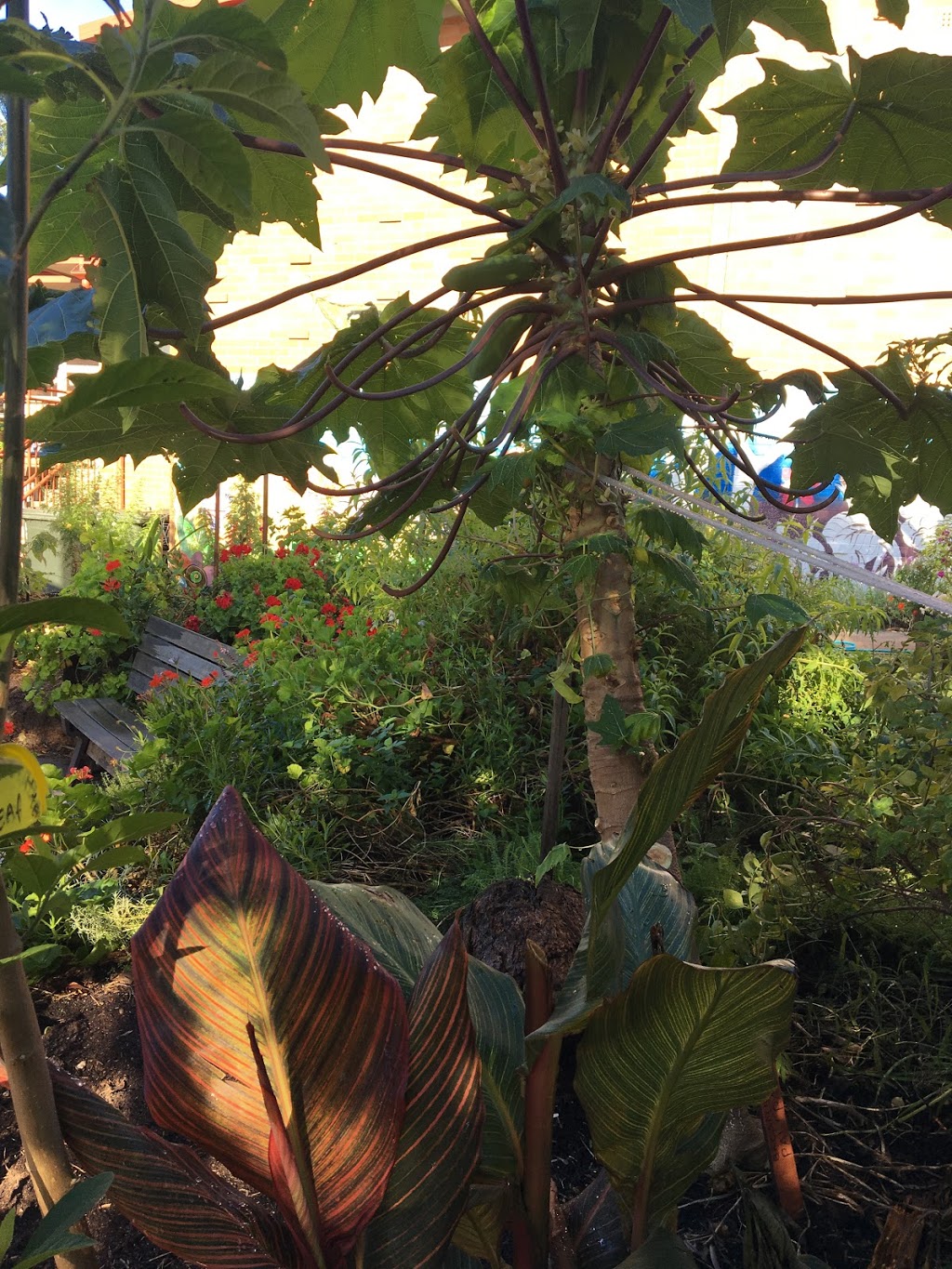 Lalor Park Community Garden | Parkside Dr, Lalor Park NSW 2147, Australia