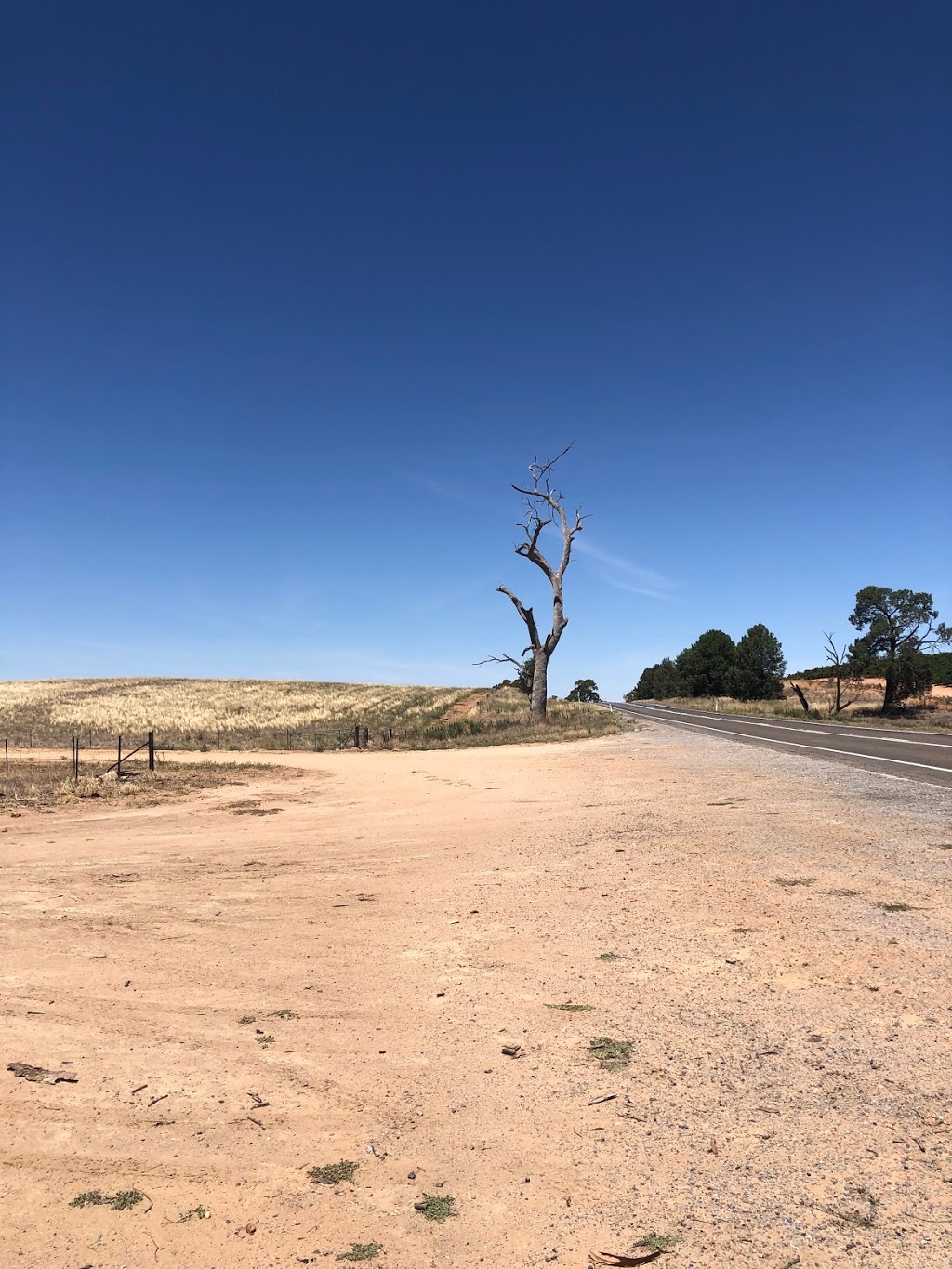 Mark’s favorite tree | park | Sturt Hwy, Gillenbah NSW 2700, Australia