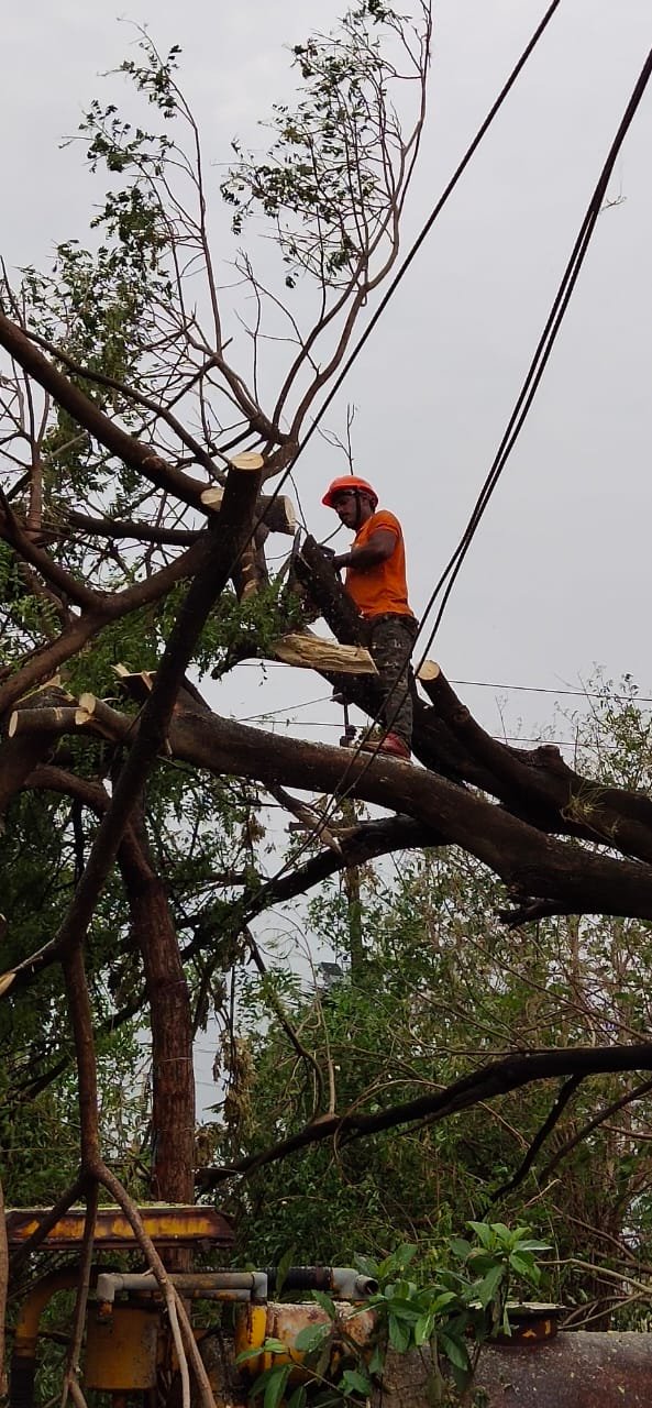 Eraes Tree Lopping Service | 8 Lincluden Pl, Airds NSW 2560, Australia | Phone: 0415 216 640