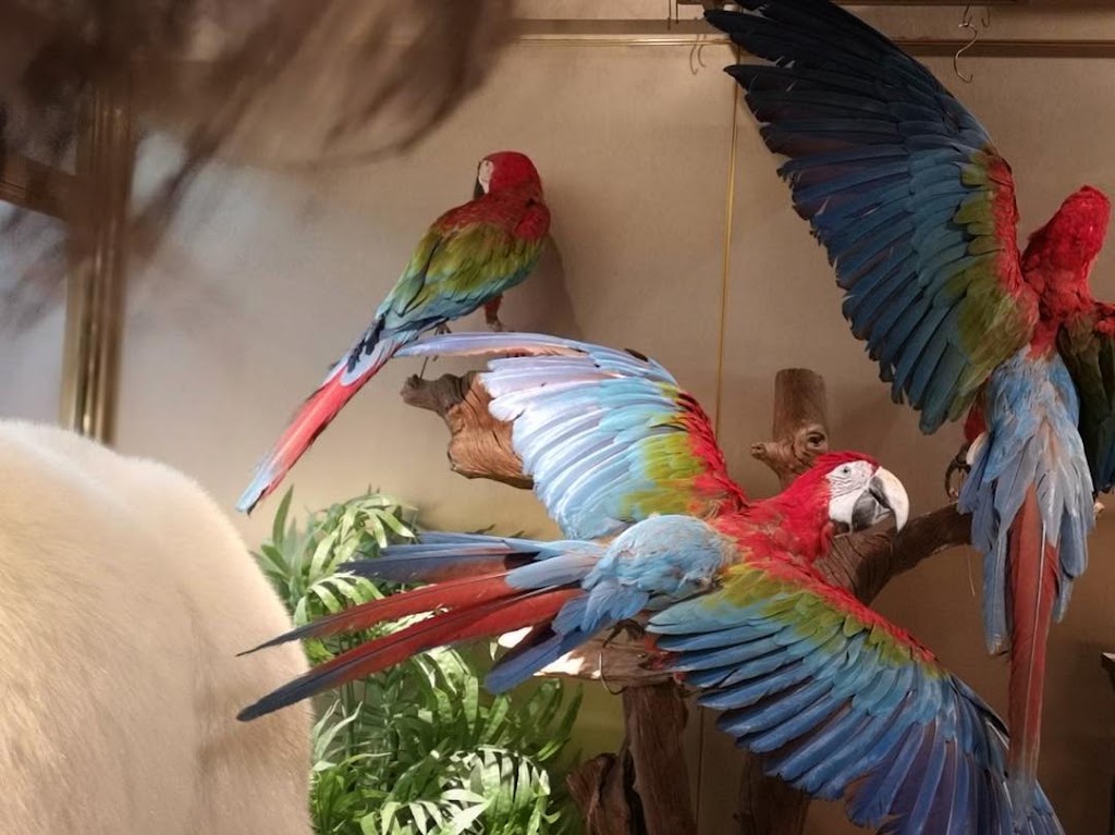 Shellyparrots | 1a Antwerp Ave, Edmondson Park NSW 2174, Australia | Phone: 0433 215 456