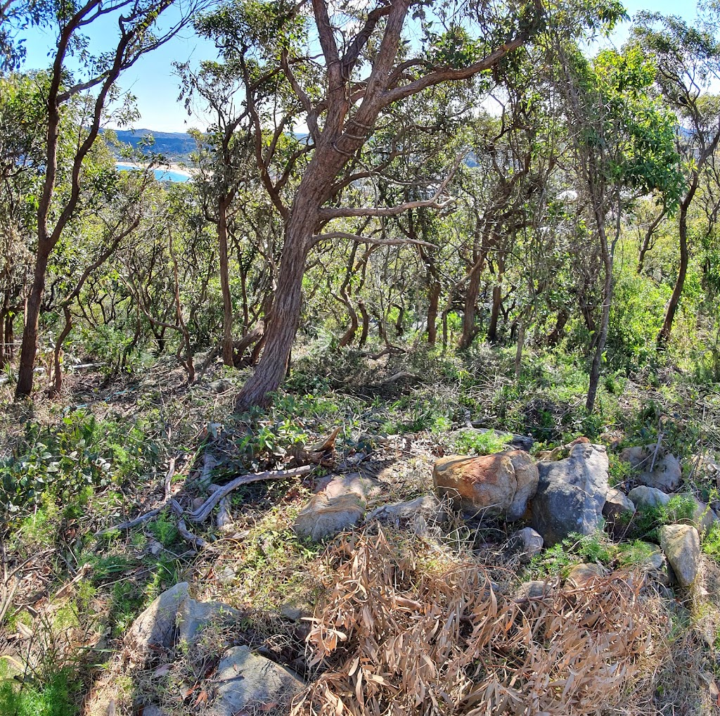 MS Consulting Arborist | Honeysuckle St, Umina Beach NSW 2257, Australia | Phone: 0403 391 147