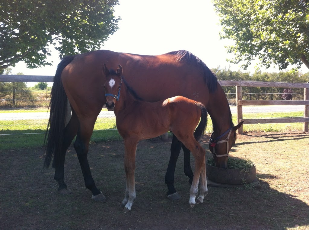 Abbey Thoroughbreds | 30 Denman Rd, Muswellbrook NSW 2333, Australia | Phone: 0418 429 630