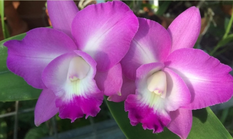 Orchid Care Services |  | 39 Mayo Rd, Llandilo NSW 2747, Australia | 0424389392 OR +61 424 389 392