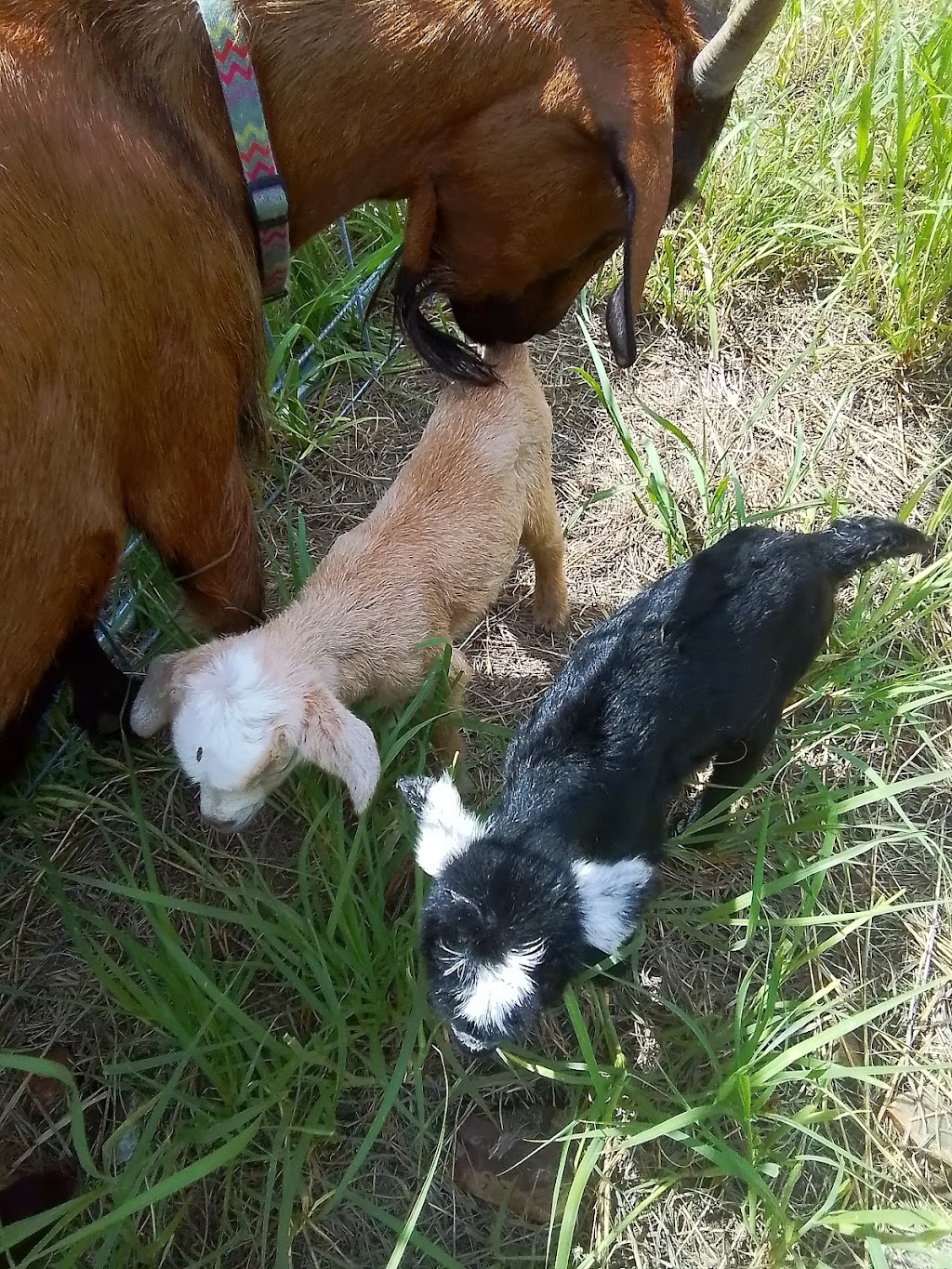 Trulander Petting Zoo | Caringal Rd, Emerald QLD 4720, Australia | Phone: 0407 460 703