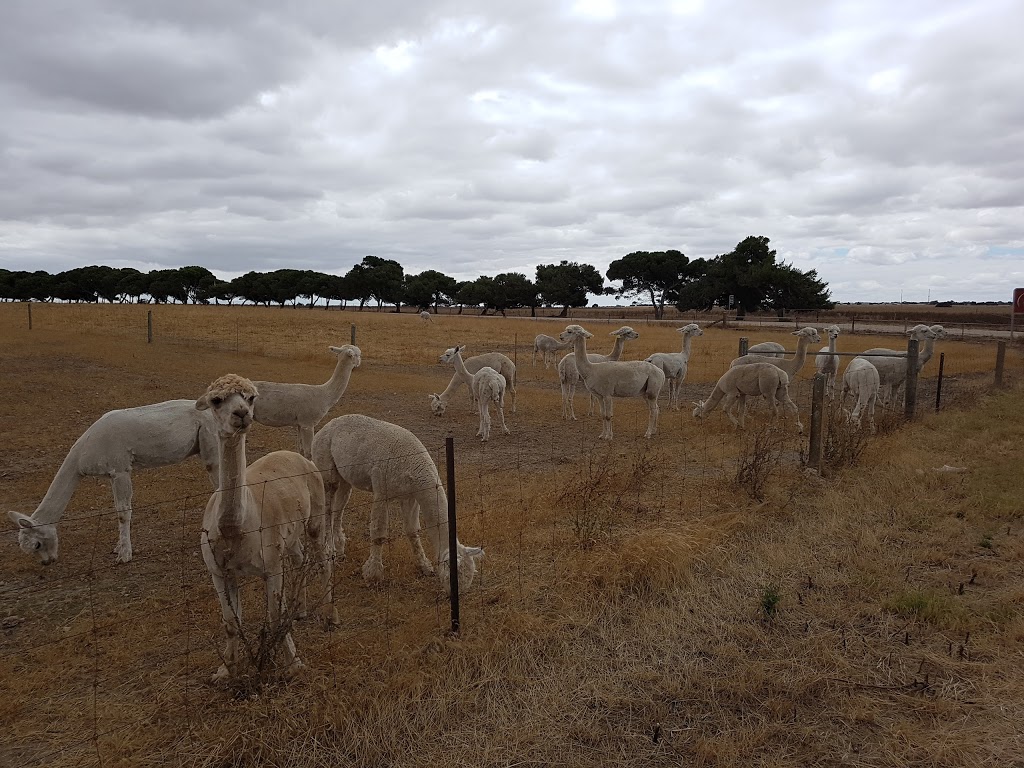 Barachel Alpacas | 545 Hickeys Dr, Coobowie SA 5583, Australia | Phone: 0438 528 029