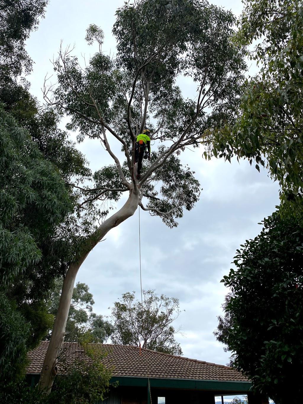 Just Trees Australia | 58 Longos Ln, Myrtleford VIC 3737, Australia | Phone: 0435 624 017