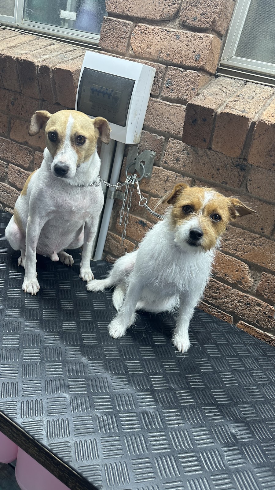 AT HOME DOG SPA | 36 Cambalan St, Bargo NSW 2574, Australia | Phone: 0418 432 683