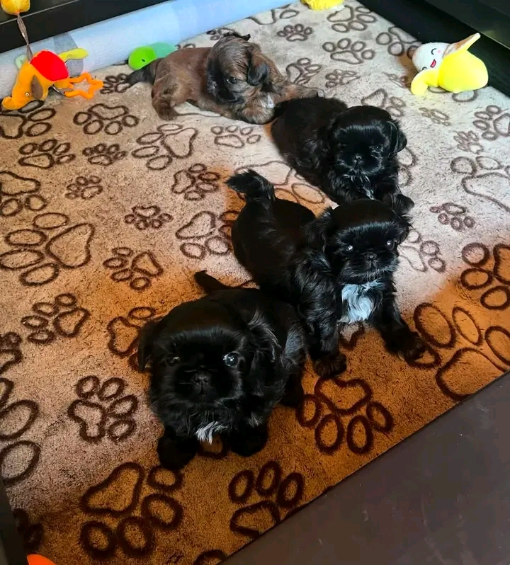 POLINAS SHIHTZU PUPPIES FOR REHOMING | St Georges Terrace, St George QLD 4487, Australia | Phone: (570) 597-3342