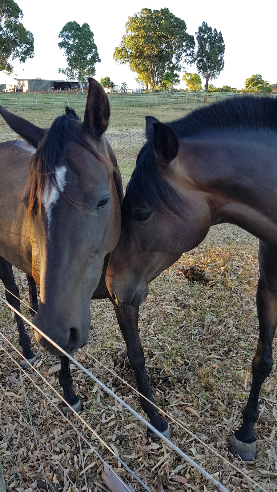 Settlers Rest Farmstay | 90 George St, West Swan WA 6055, Australia | Phone: (08) 9250 4540