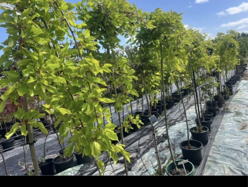 Neth Plant | 210 Clyde-Five Ways Rd, Clyde VIC 3978, Australia | Phone: 0406 785 304