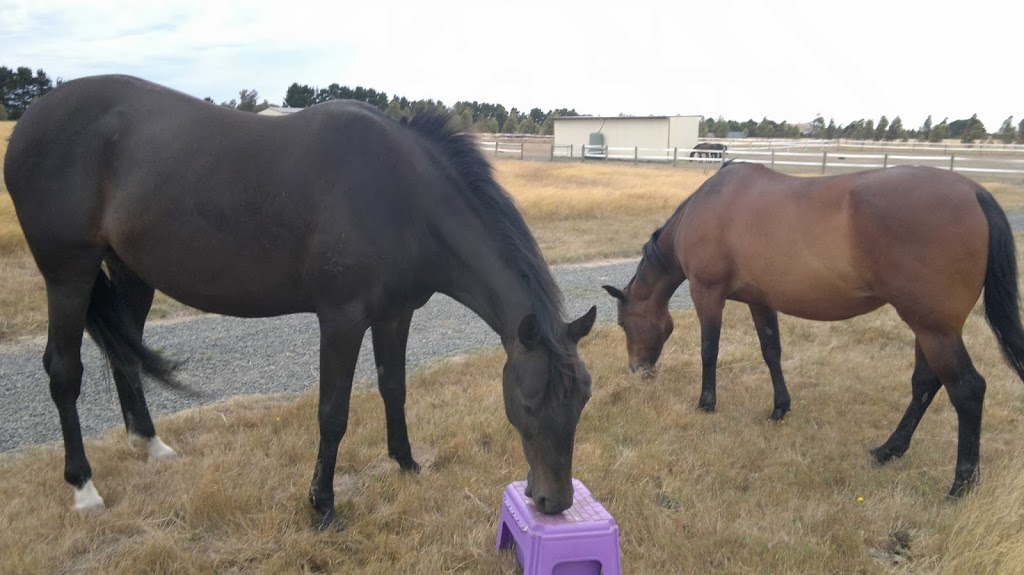 Yarrabee Farm - Horse Agistment | 246 Gearys Ln, Ballan VIC 3342, Australia | Phone: 0473 350 000