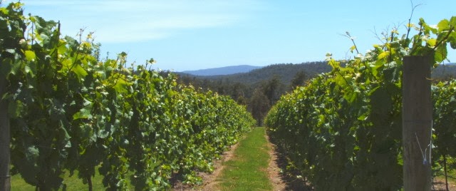 Winter Brook Vineyard | 150 Hjorts Rd, Loira TAS 7275, Australia | Phone: 0457 429 432