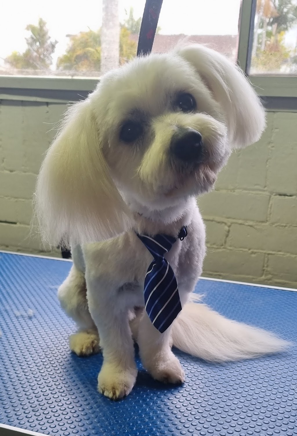 Pawtastic Pet Grooming | 6 Hanalei Ave, Chittaway Bay NSW 2261, Australia | Phone: 0431 335 095