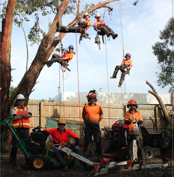 Cut It Right Tree Service | 11 Wandella Rd, Mornington VIC 3931, Australia | Phone: 0415 776 062