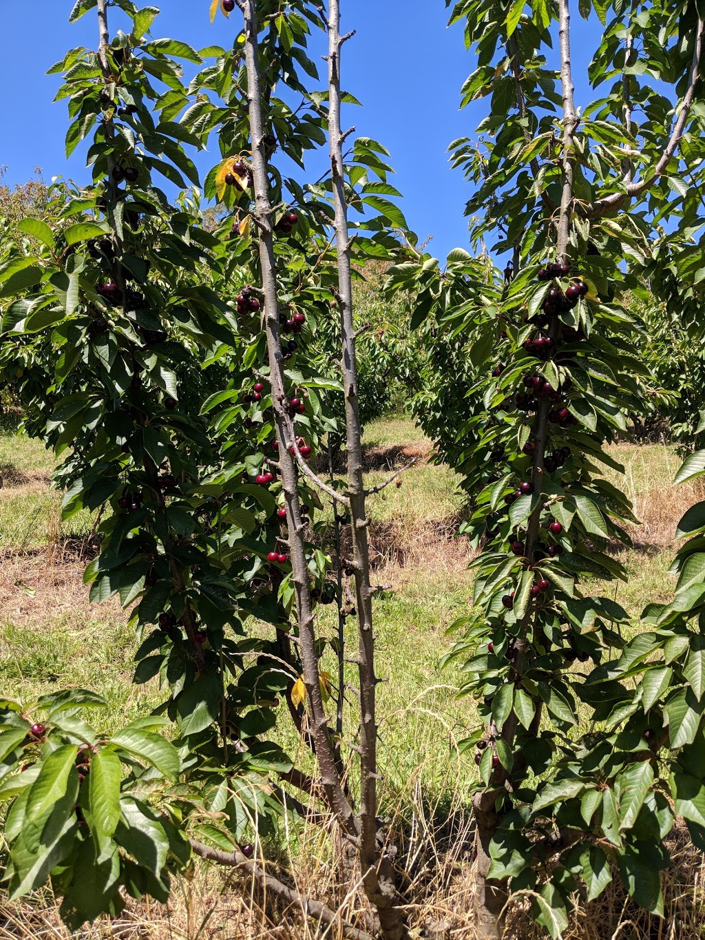 Seville Farm Cherries | 56 Monbulk-Seville Rd, Seville VIC 3139, Australia | Phone: 1300 360 056