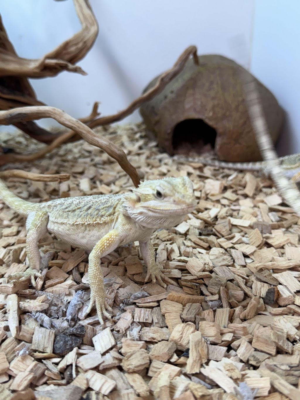 Totally Reptiles Vic Central | Unit 3/12 Lockwood Rd, Kangaroo Flat VIC 3555, Australia | Phone: (03) 5441 5870