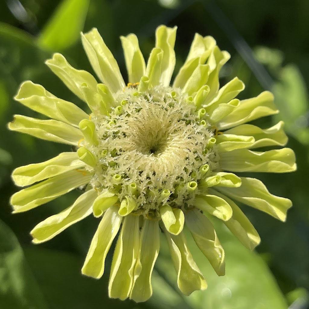 Serendipity Strawberry & Flower Farm | 1556 Princes Hwy, Bimbimbie NSW 2536, Australia | Phone: 0417 469 525