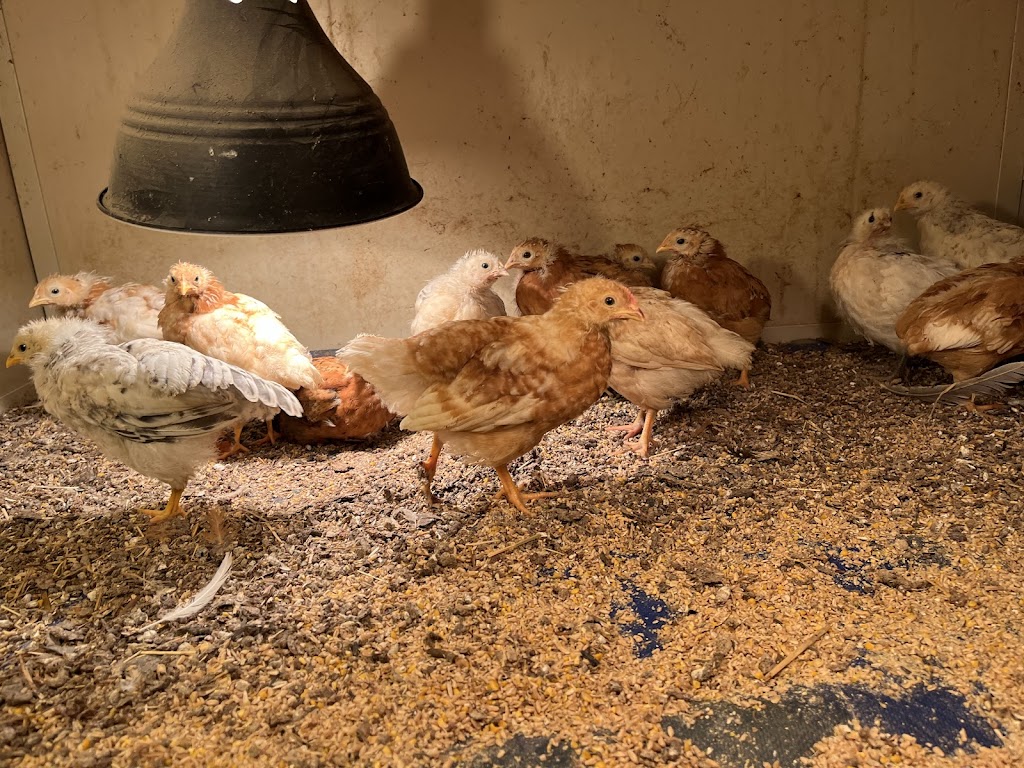 Birdman George | 75 Lemajics Rd, Scarsdale VIC 3351, Australia | Phone: 0412 672 641