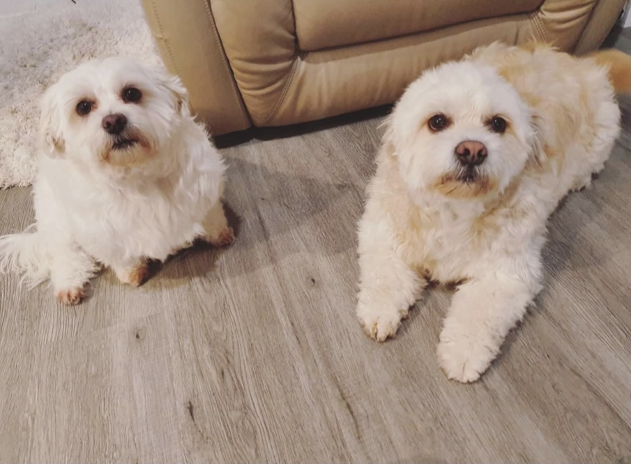 Scrub Woofers Dog Grooming | 4 Penelope Dr, Cornubia QLD 4130, Australia | Phone: 0449 796 654