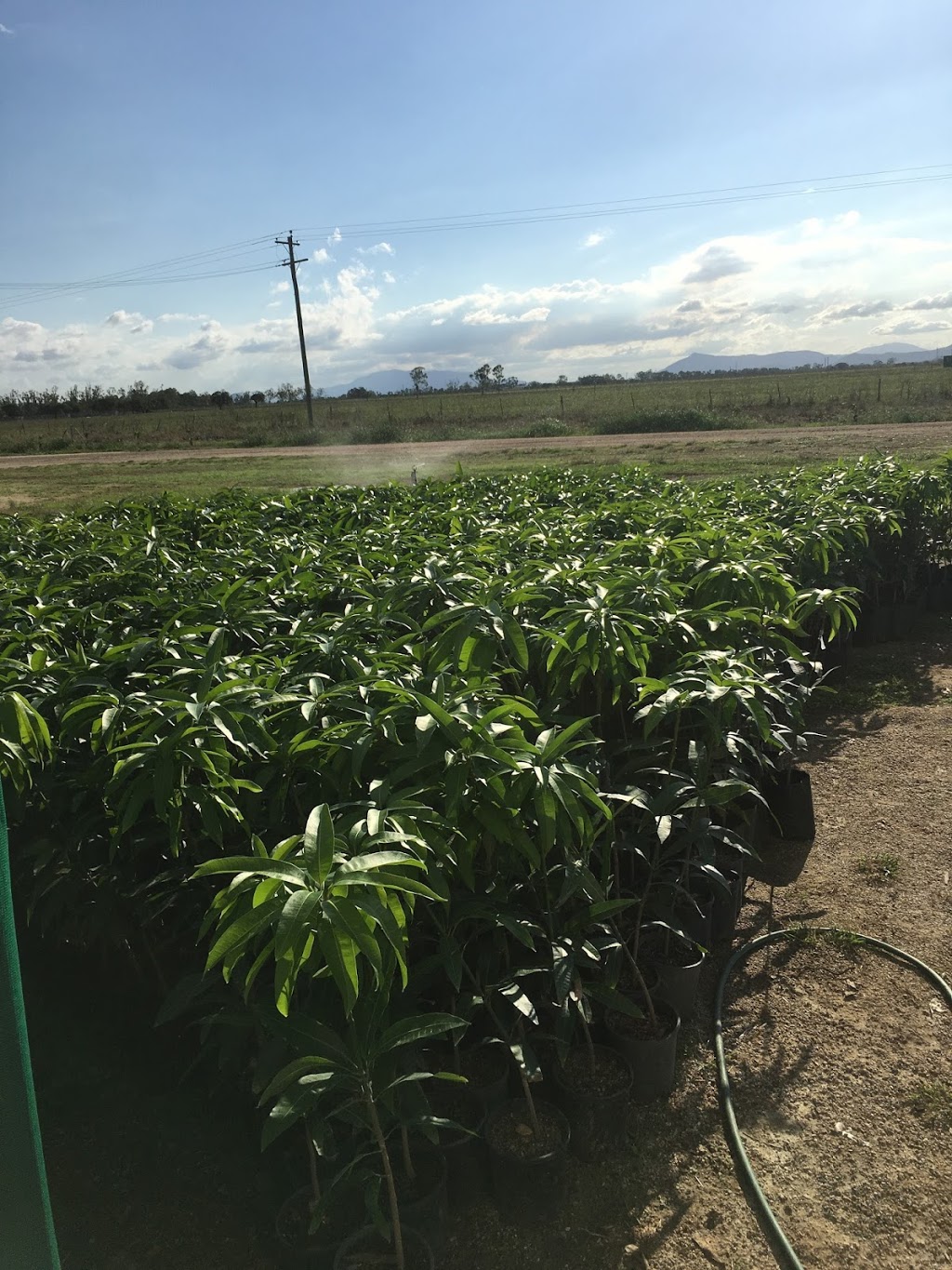 Whittos Nursery Grafted Mango Trees | 4 Andersons Ln, Bowen QLD 4805, Australia | Phone: 0400 953 313