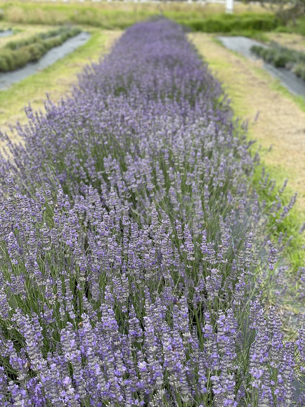 Glenvalley Lavender | 675 Traralgon-Maffra Rd, Glengarry VIC 3854, Australia | Phone: 0401 317 635