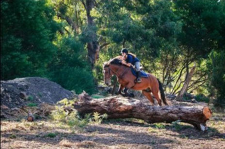 Tranquil Park Stables | 168 Browns Rd, Cranbourne South VIC 3977, Australia | Phone: 0418 170 984