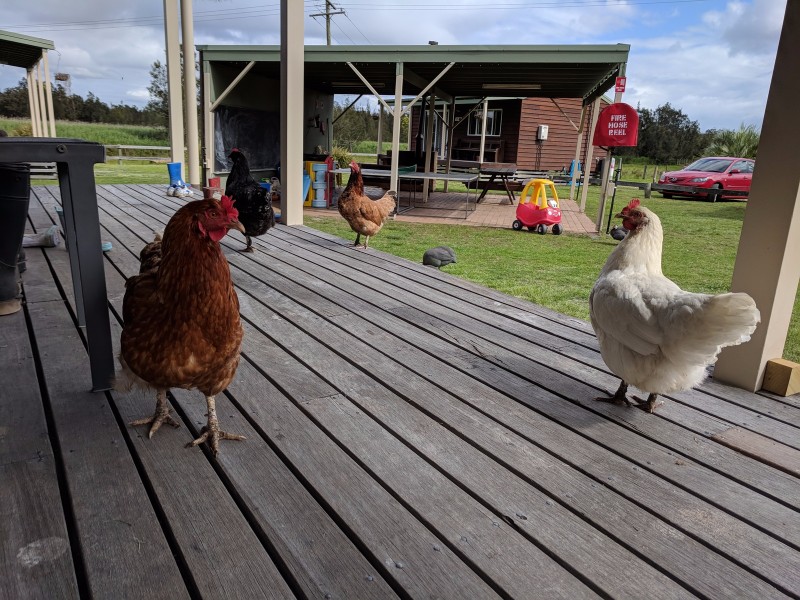 Kookaburra Farmstay | 564 Marsh Rd, Bobs Farm NSW 2316, Australia | Phone: 0448 254 591