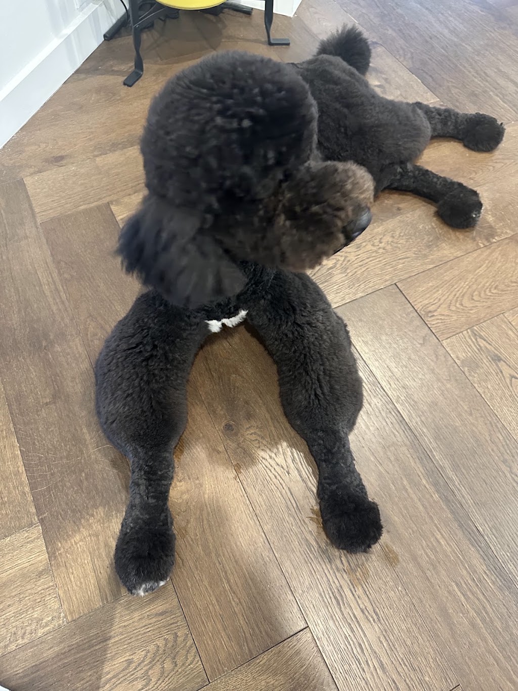 DC PETS | Pet Beauty Salon | 123-125 James St, Templestowe VIC 3106, Australia | Phone: 0411 576 789