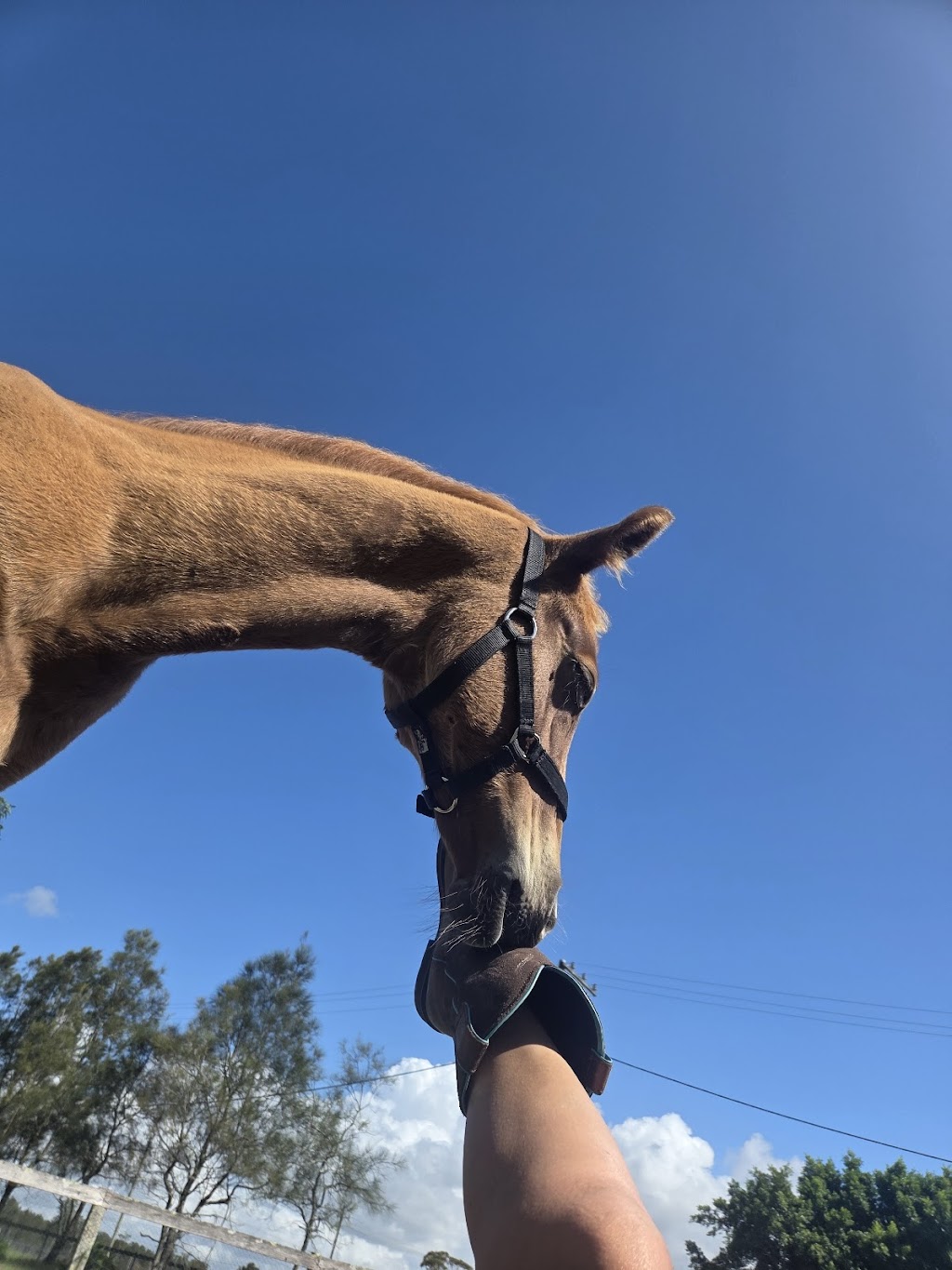 Equine Partnered Academy | 432 Fullerton Cove Rd, Fullerton Cove NSW 2318, Australia | Phone: 0409 849 436