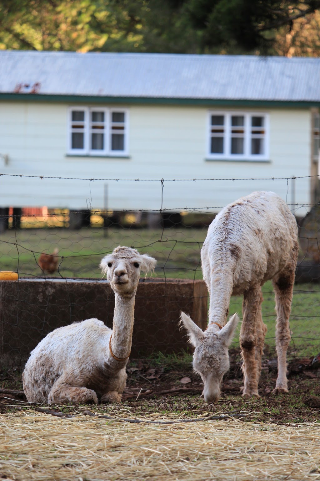 Mount Binga Outdoor Education Centre | school | 13 Mount Binga Rd, Mount Binga QLD 4306, Australia | 0741630352 OR +61 7 4163 0352