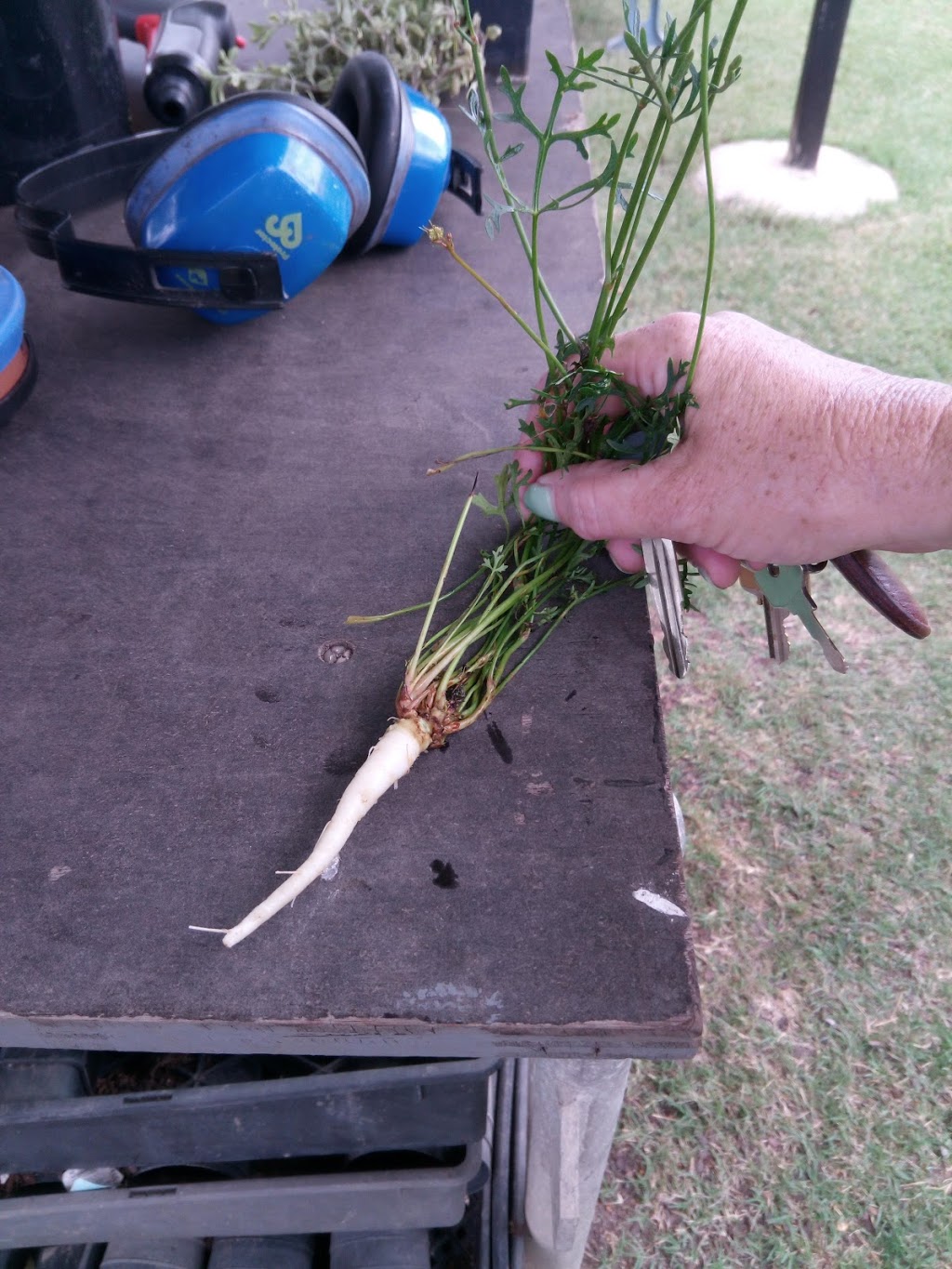 Witjuti Grub Bushfood Nursery | 84 Falls Creek Rd, Obi Obi QLD 4574, Australia | Phone: (07) 5446 9265