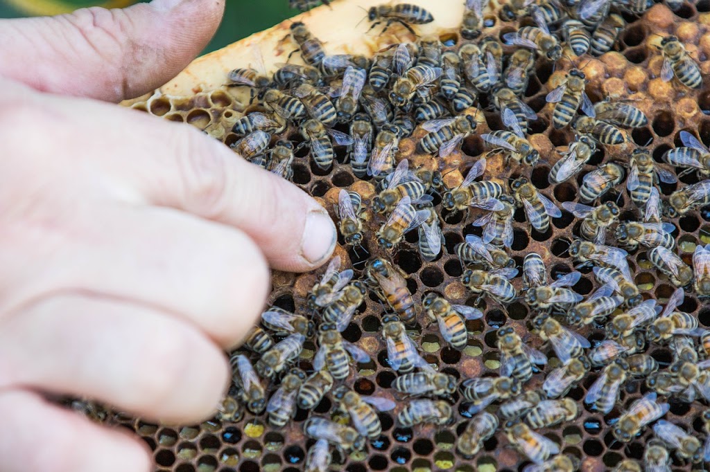 Valley Bees Gympie Region | Site 2/5 Groves Rd, Araluen QLD 4570, Australia | Phone: 0407 652 755