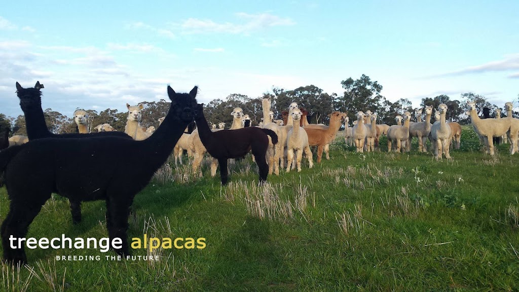 Treechange Alpacas | food | Jingalling Brook Road, Morangup WA 6083, Australia | 0413538285 OR +61 413 538 285