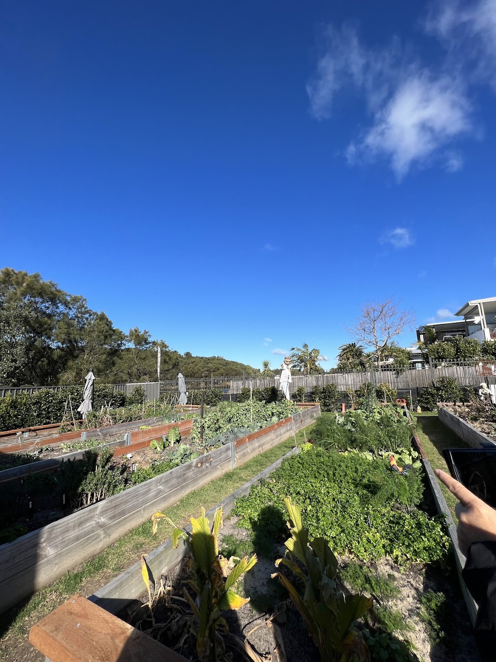 Saltie Dog - Coffee & Crêpes | 29 Birch Cres, East Corrimal NSW 2518, Australia | Phone: 0469 829 592