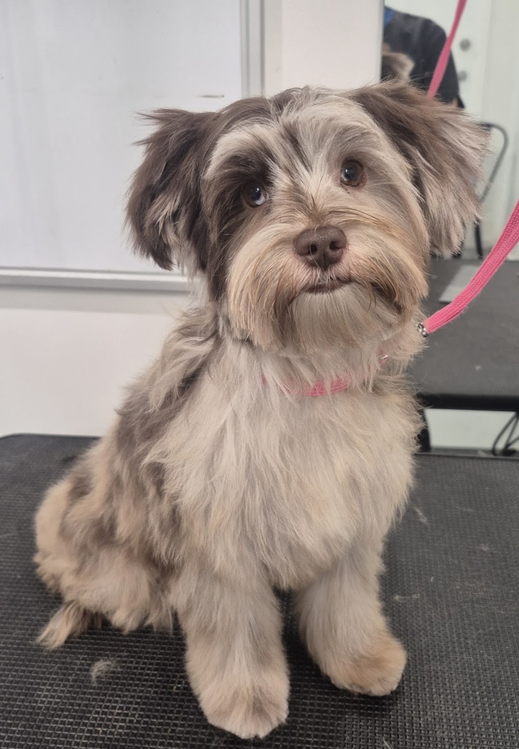 Perfection Pet Styling | 13 Aspen St, South Penrith NSW 2750, Australia | Phone: 0434 034 243