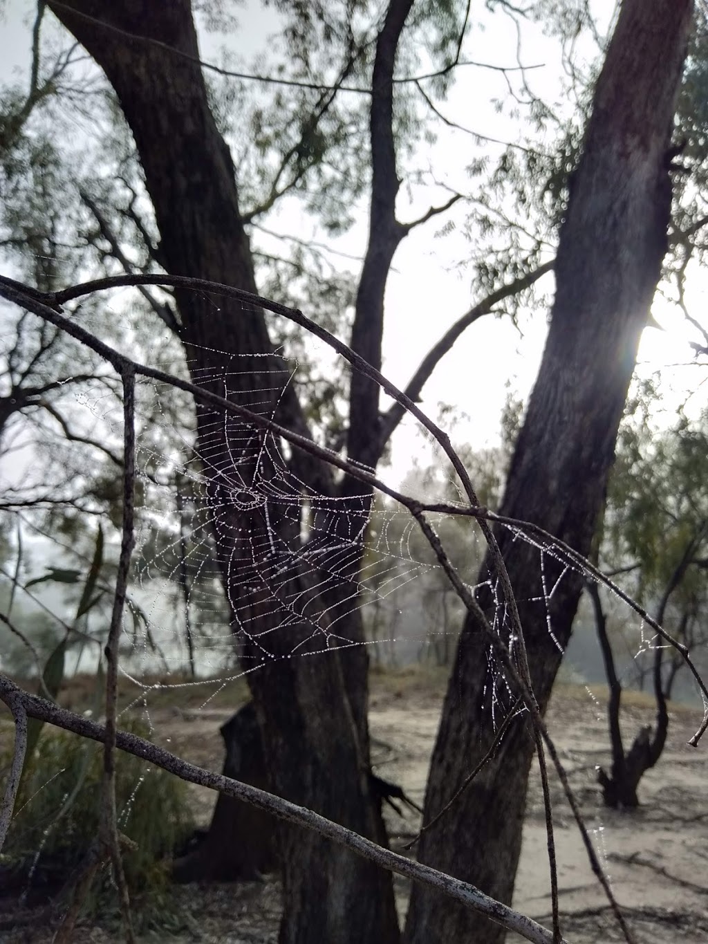 Bushy Bend Reserve | Hay NSW 2711, Australia