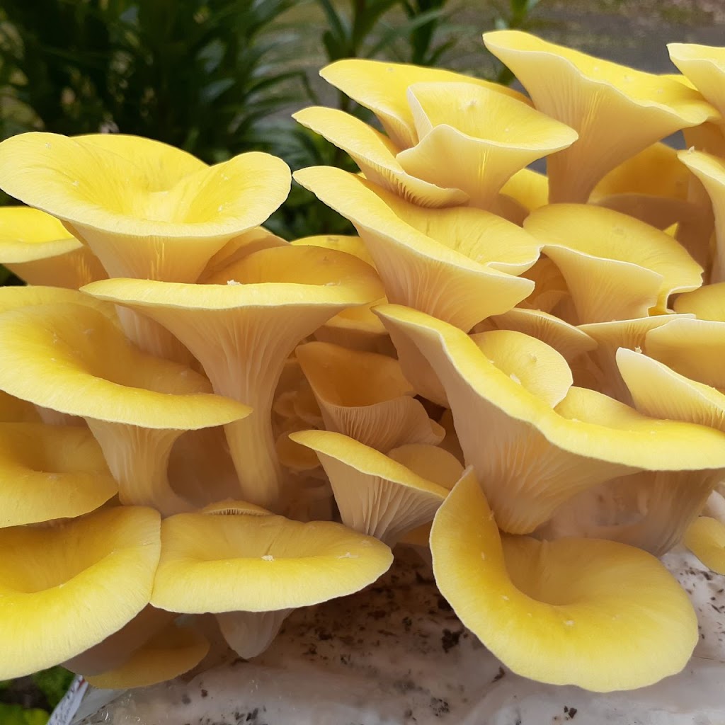 Divine Mushrooms | food | 10 Derek Dr, Broadford VIC 3658, Australia | 0457244612 OR +61 457 244 612