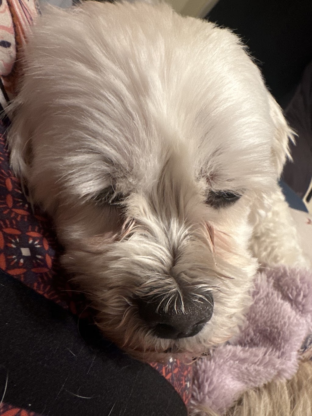 Little paws by staceylee | 46 Mulherin Dr, Mackay Harbour QLD 4740, Australia | Phone: 0447 142 687