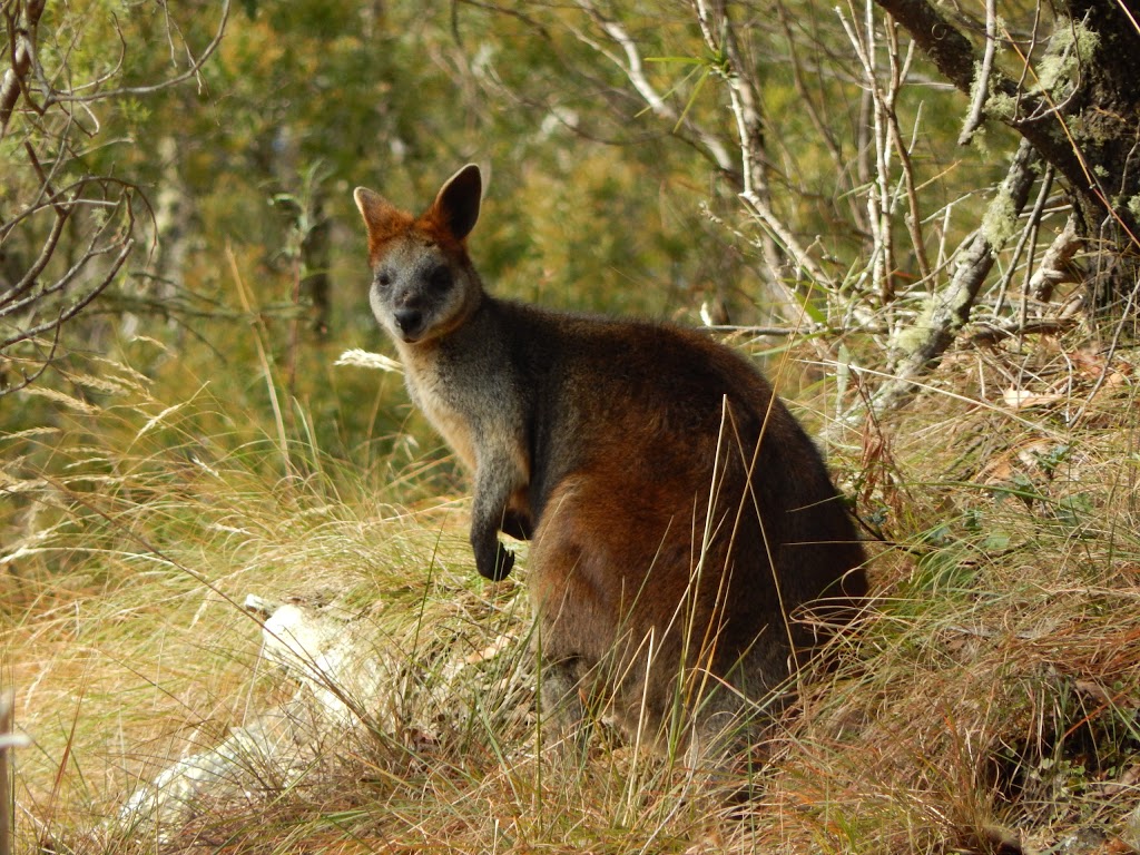 Oxley Wild Rivers National Park | Walcha NSW 2354, Australia | Phone: (02) 6777 4700