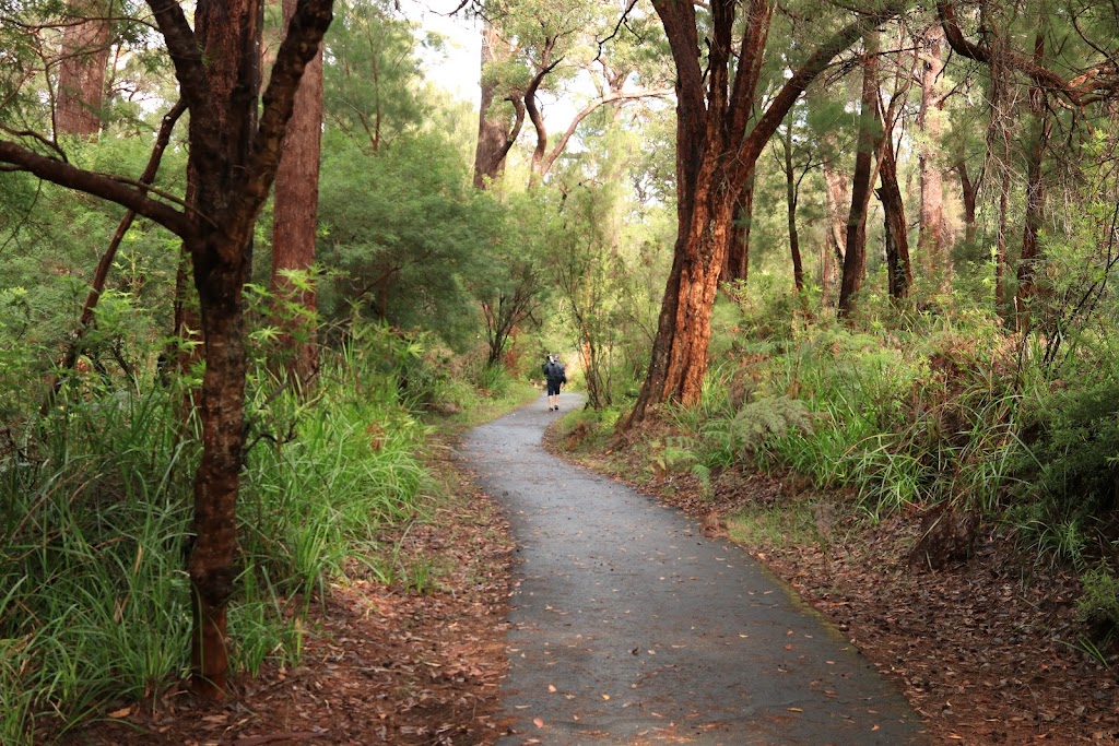 Giant Tingle Tree | Hilltop Rd, Walpole WA 6398, Australia | Phone: (08) 9219 9000