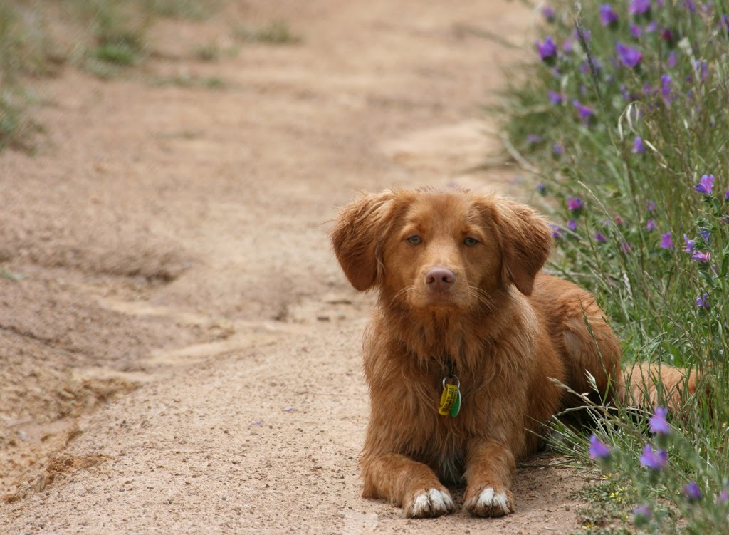 Paws2Play - Small Paws | North West Rural, 138 Parkwood Rd, Canberra ACT 2615, Australia | Phone: (02) 6255 2770