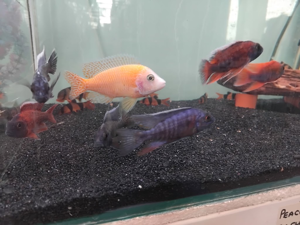 VITALIZE AQUATICS | 59 Queen St, Gloucester NSW 2422, Australia | Phone: 0413 403 423