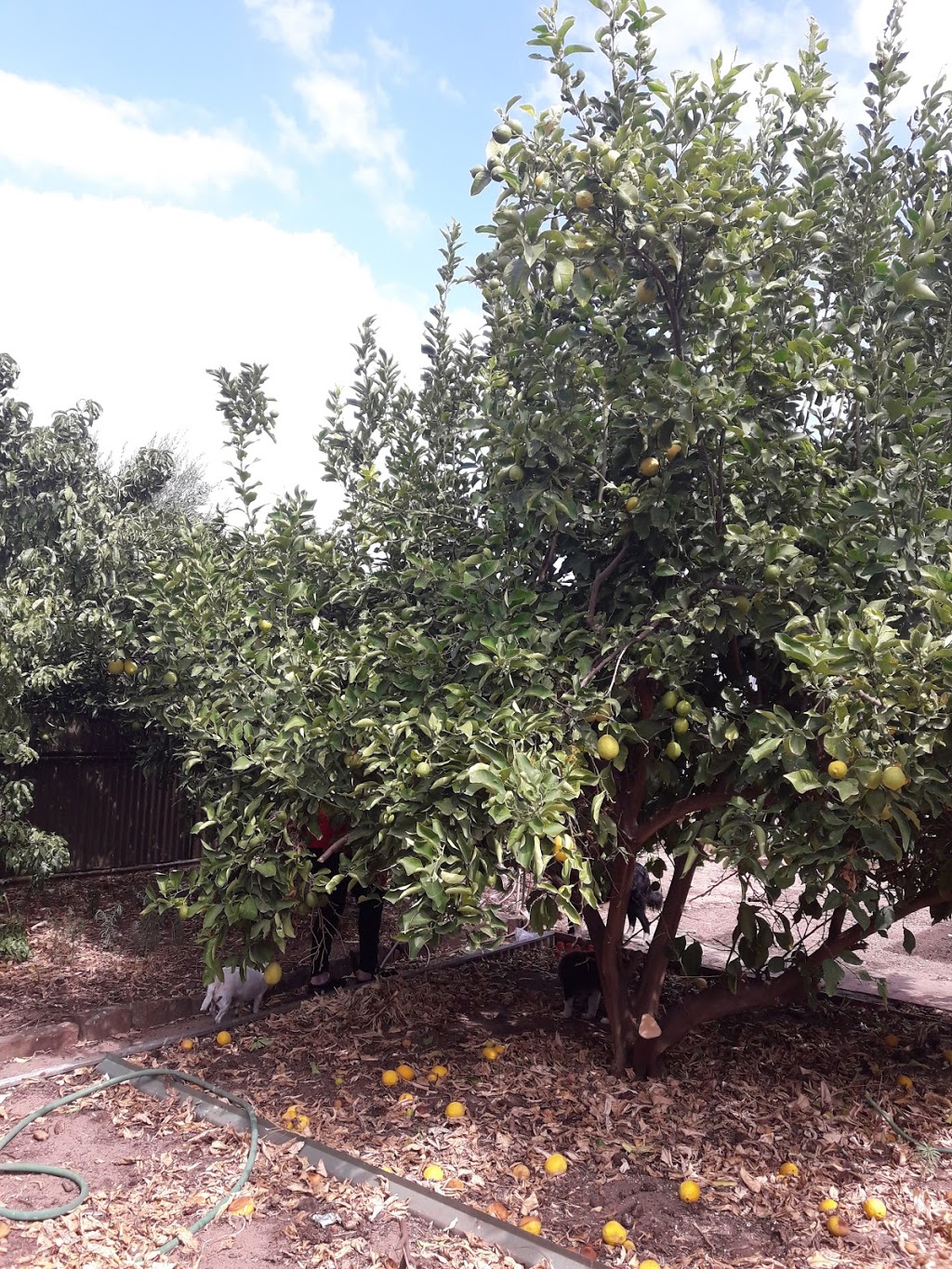 Almond Tree Flat Reserve | 45 Centre St, Largs Bay SA 5016, Australia | Phone: (08) 8405 6600