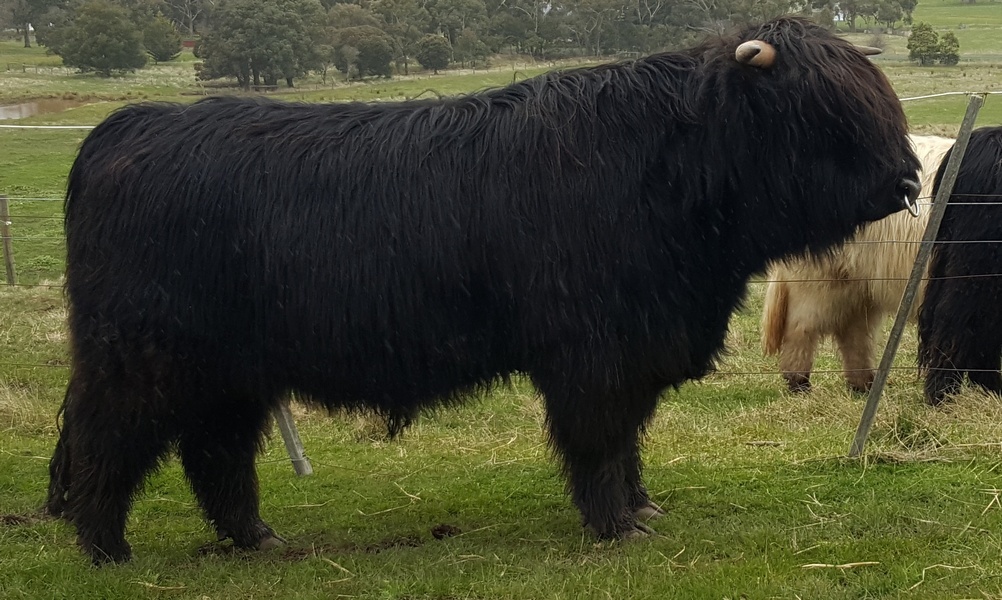 BAIRNSLEY Highland Cattle | food | 602 Couangalt Rd, Gisborne VIC 3437, Australia | 0409196110 OR +61 409 196 110