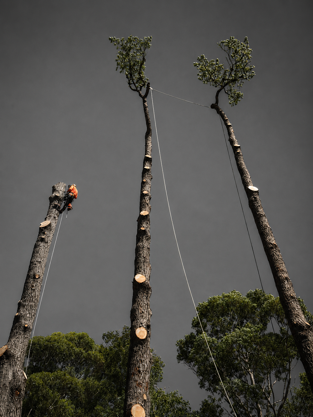 SAWWBONES ARBORICULTURE | 13 Aries Pl, Narrawallee NSW 2539, Australia | Phone: 0481 190 566