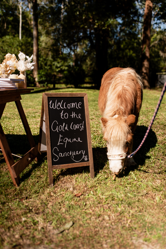 Gold Coast Equine Sanctuary | 25 Lanes Rd, Wongawallan QLD 4210, Australia | Phone: 0432 660 577