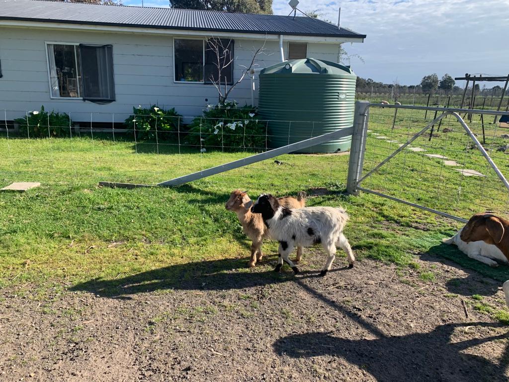 Mariam farm Stay / Glamping | lodging | 184 Dookie-Violet Town Rd, Violet Town VIC 3669, Australia | 0425001182 OR +61 425 001 182