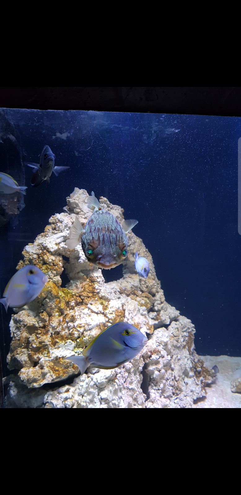 Aqua Broome | aquarium | Site 6 Murakami Road, Broome WA 6725, Australia
